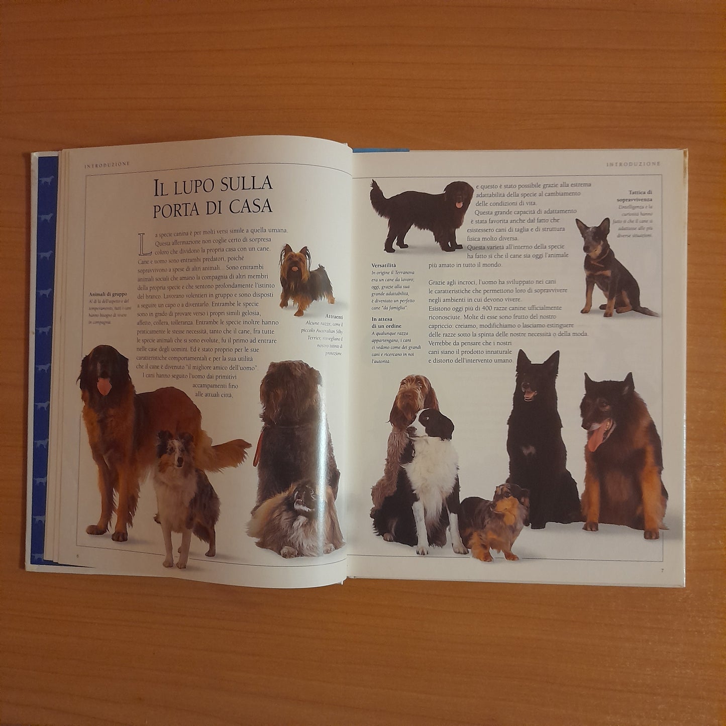CONOSCI IL TUO CANE. GUIDA AL COMPORTAMENTO DEI CANI. BRUCE FOGLE. GRUPPO EDITORIALE FABBRI, BOMPIANI, SONZOGNO, ETAS. EDIZIONE CLUB SU LICENZA DI DORLING KINDERSLEY. 1° EDIZIONE 1993.