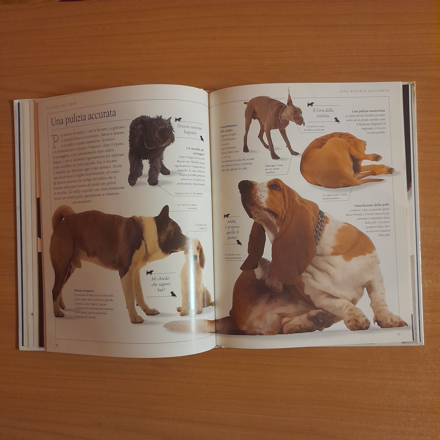 CONOSCI IL TUO CANE. GUIDA AL COMPORTAMENTO DEI CANI. BRUCE FOGLE. GRUPPO EDITORIALE FABBRI, BOMPIANI, SONZOGNO, ETAS. EDIZIONE CLUB SU LICENZA DI DORLING KINDERSLEY. 1° EDIZIONE 1993.