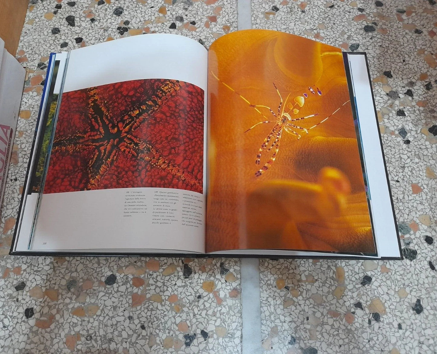 CARAIBI. KURT AMSLER. COLLANA: NATIONAL GOEGRAPHIC. EDIZIONE ILLUSTRATA. EDIZIONI WHITE STAR, 2006.