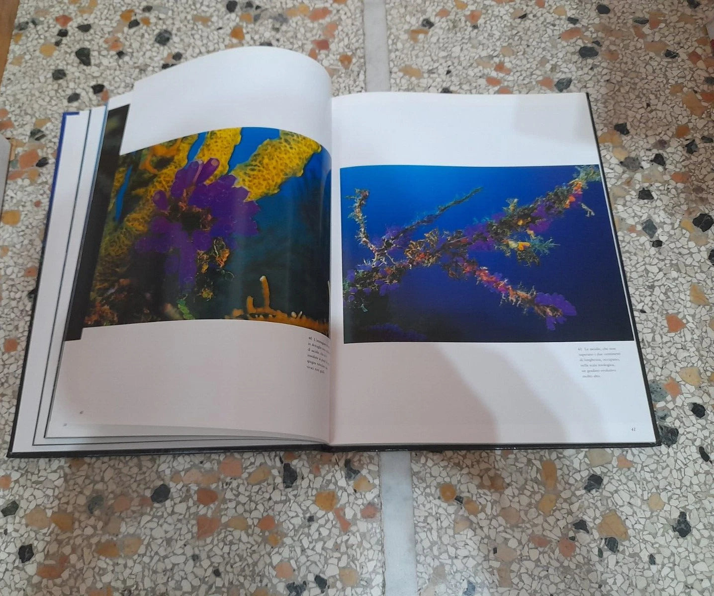 CARAIBI. KURT AMSLER. COLLANA: NATIONAL GOEGRAPHIC. EDIZIONE ILLUSTRATA. EDIZIONI WHITE STAR, 2006.