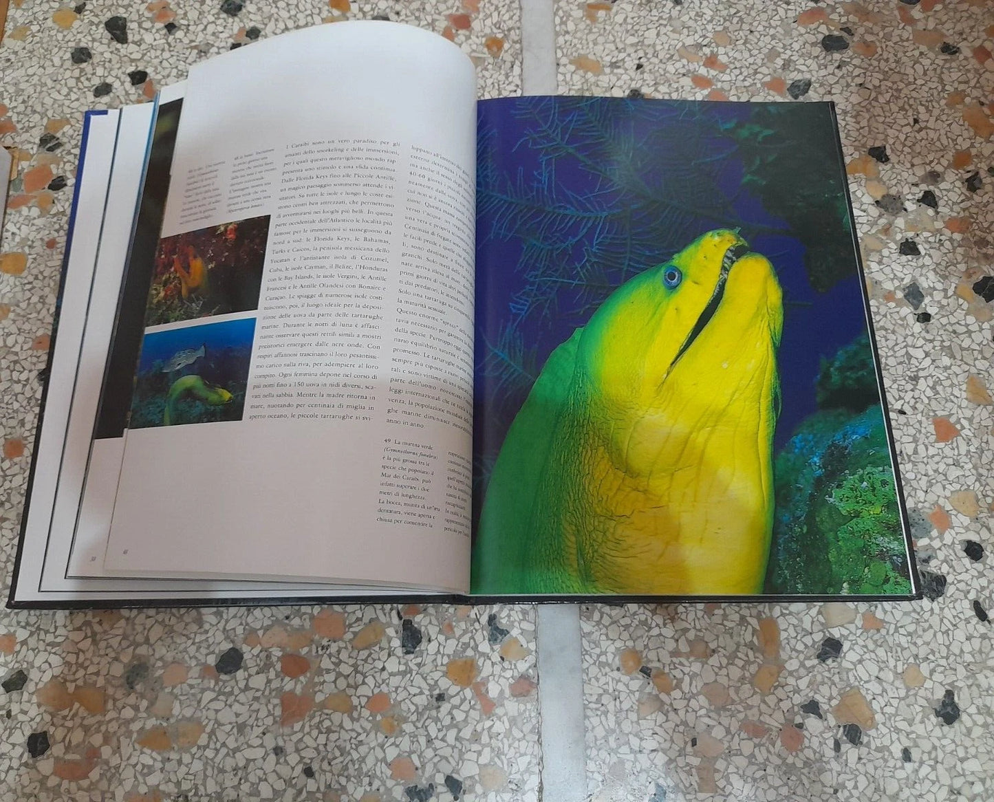 CARAIBI. KURT AMSLER. COLLANA: NATIONAL GOEGRAPHIC. EDIZIONE ILLUSTRATA. EDIZIONI WHITE STAR, 2006.