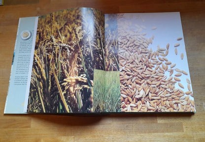 DAL RISO AI RISOTTI. CULTURA E CREATIVITA' DEL MADE IN ITALY. DAVIDE PAOLINI - MICHELA VUGA. RISTAMPA 2000. MONDADORI EDITORE.