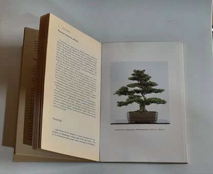 L'ARTE DEL BONSAI. STORIA E TECNICHE DELLA MILLENARIA ARTE CINO - GIAPPONESE. MELITA EDITORI. PETER ADAMS. COLLANA: GLI ZAFFIRI. 1° EDIZIONE "GLI ZAFFIRI" SETTEMBRE 1989.