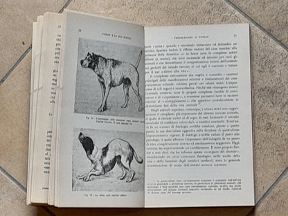 INTRODUZIONE A PAVLOV E LA SUA SCUOLA. Y.P. FROLOV. GIUNTI BARBERA EDITORE. RISTAMPA 1978. COLLANA: COLLEZIONE PSICOLOGICA - INTRODUZIONI.