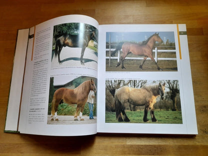CAVALLI DA SELLA. GIANNI RAVAZZI. DE VECCHI EDITORE. RISTAMPA 2009. COLLANA: ANIMALI.