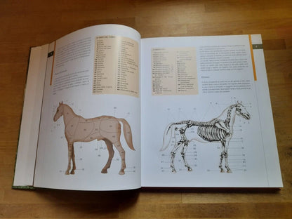 CAVALLI DA SELLA. GIANNI RAVAZZI. DE VECCHI EDITORE. RISTAMPA 2009. COLLANA: ANIMALI.