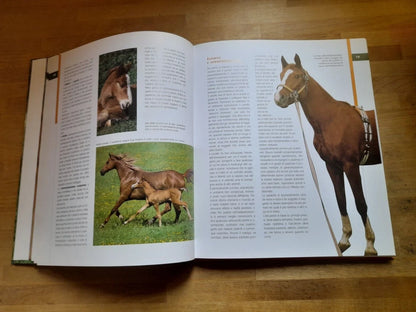 CAVALLI DA SELLA. GIANNI RAVAZZI. DE VECCHI EDITORE. RISTAMPA 2009. COLLANA: ANIMALI.